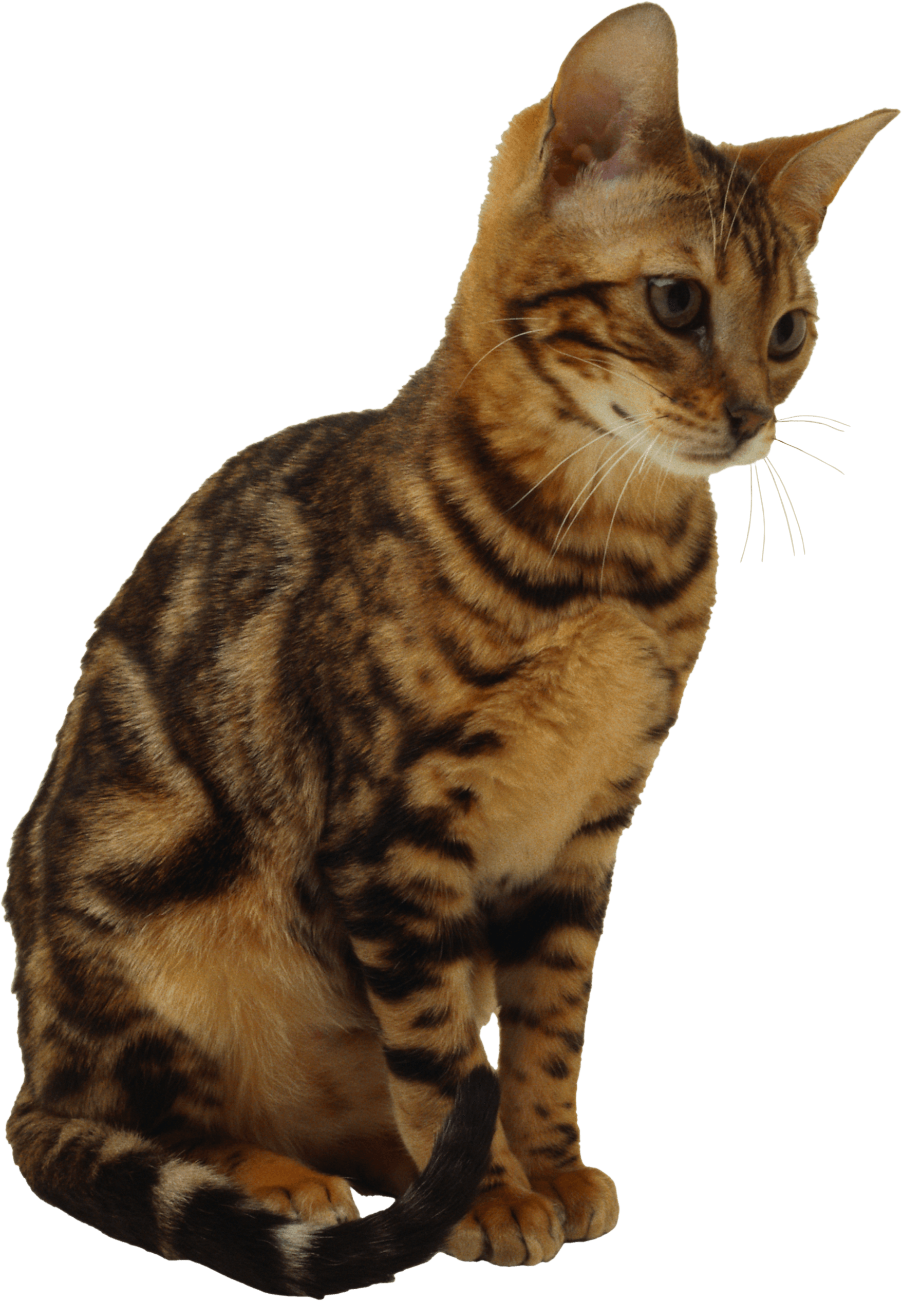 Kitten Transparent PNG Image