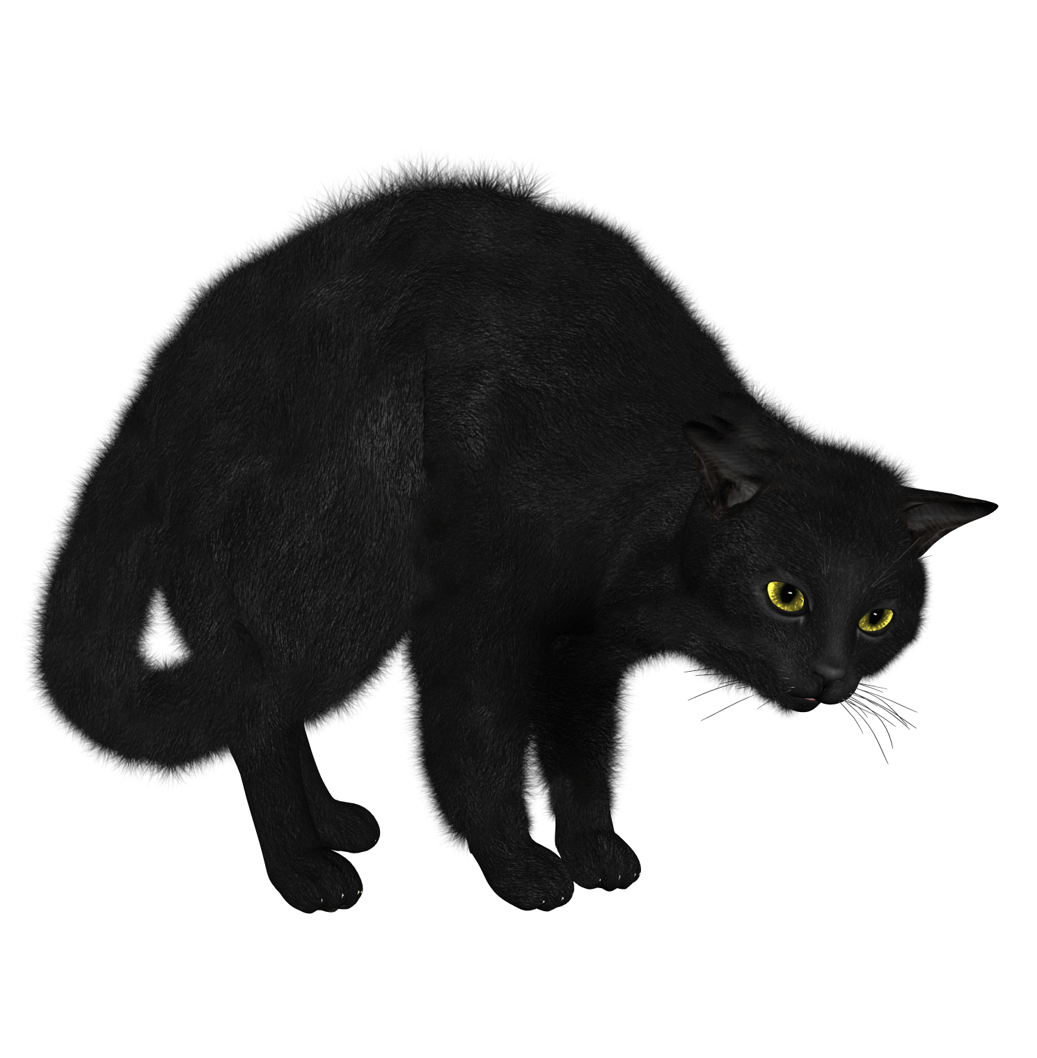 Black Cat Transparent PNG Image