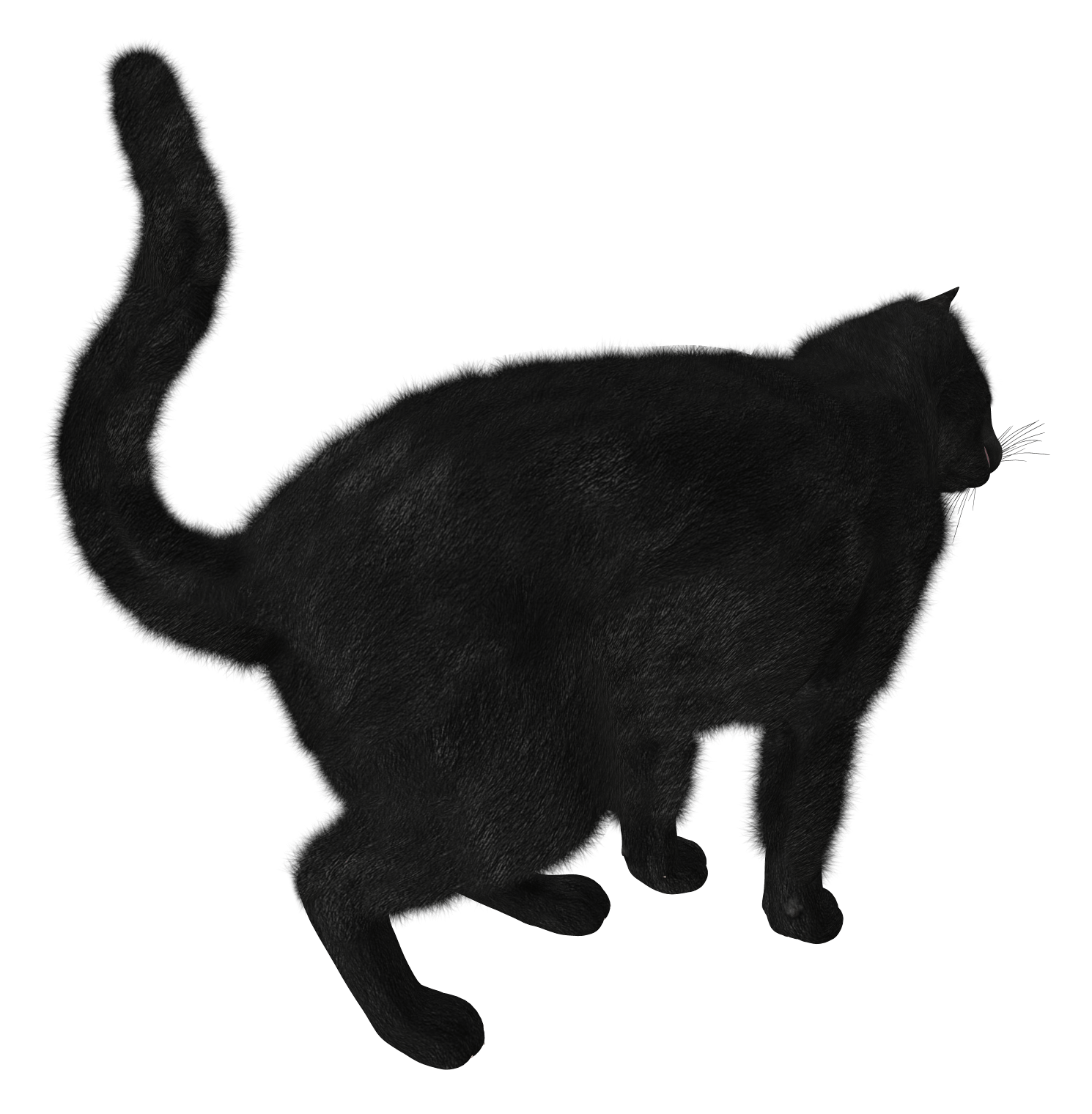 Black Cat Transparent PNG Image