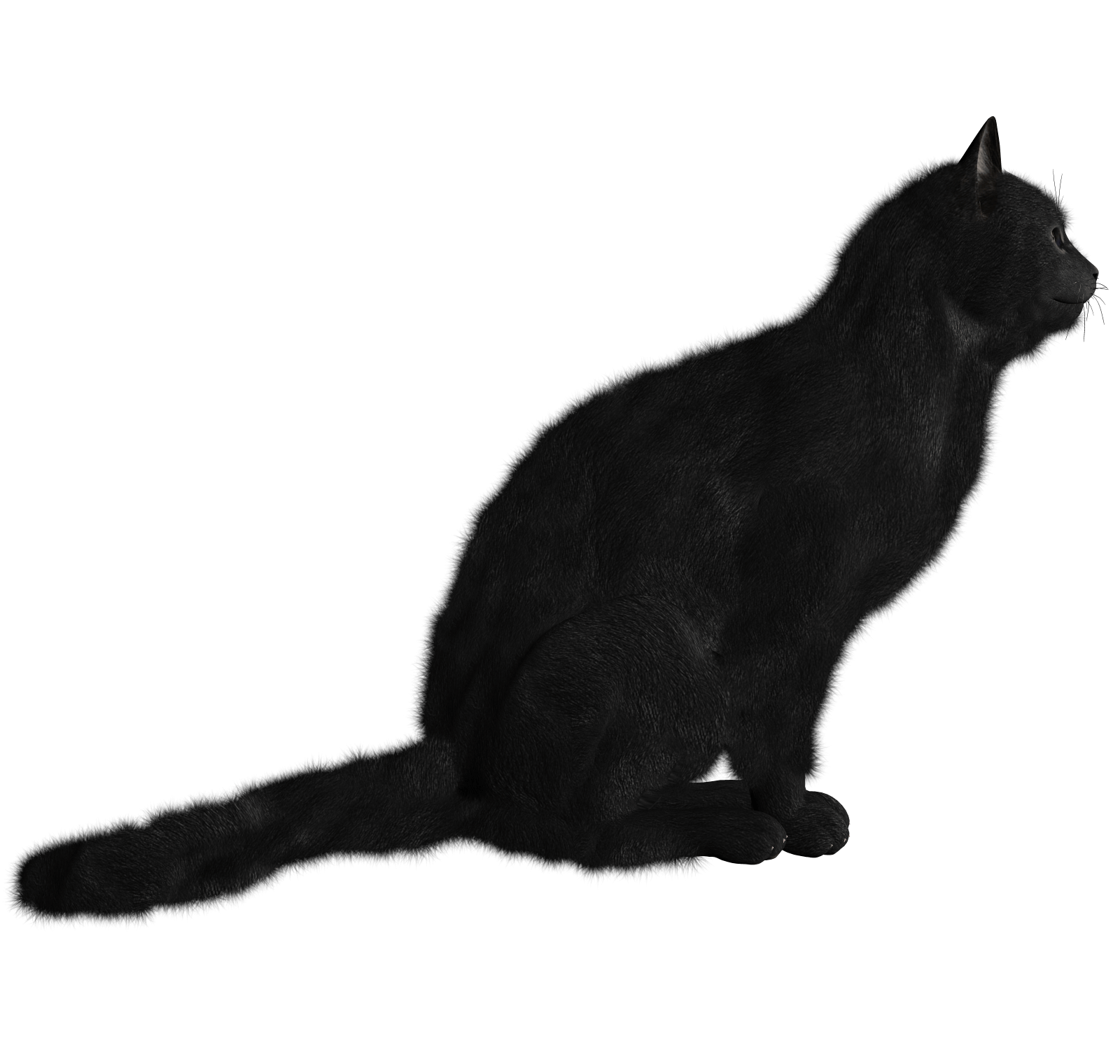 Cat Transparent PNG Image