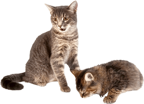 Kitten Transparent PNG Image
