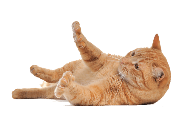 Cat Kitten Transparent PNG Image