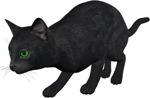 Cat Kitten Transparent PNG Image