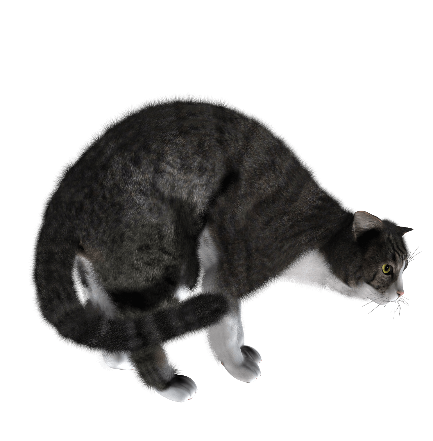 Cat Transparent PNG Image