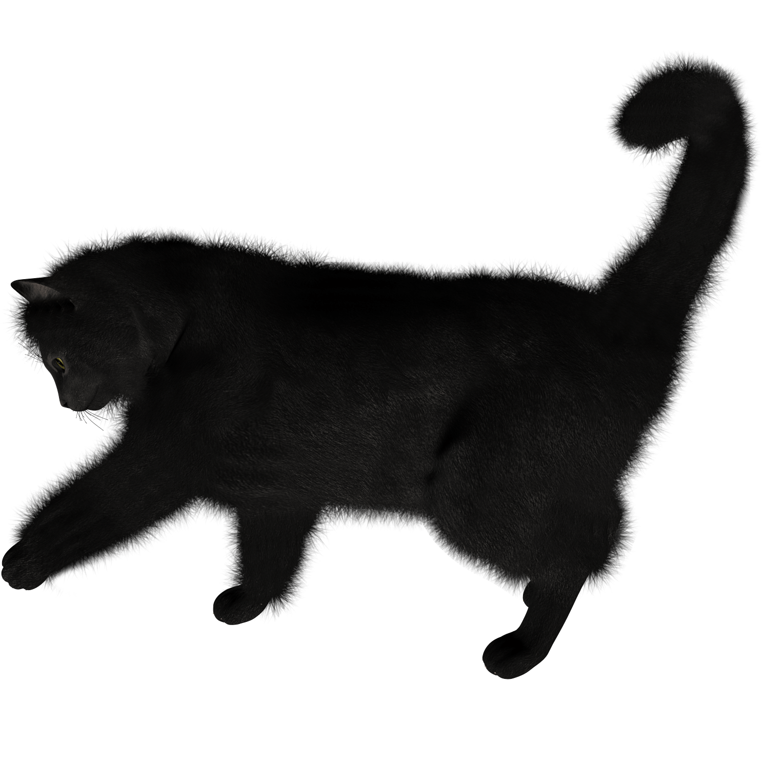 Cat Transparent PNG Image