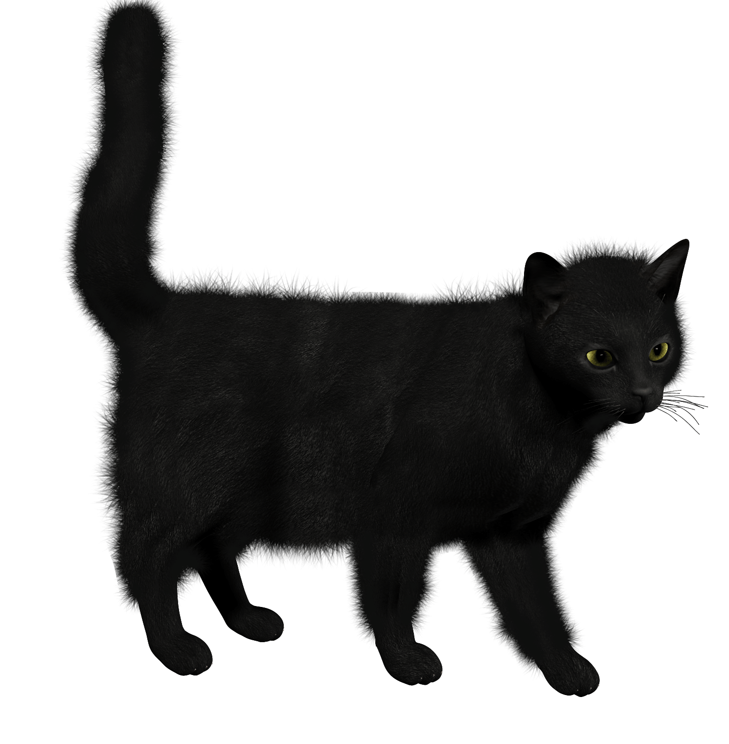 Cat Transparent PNG Image