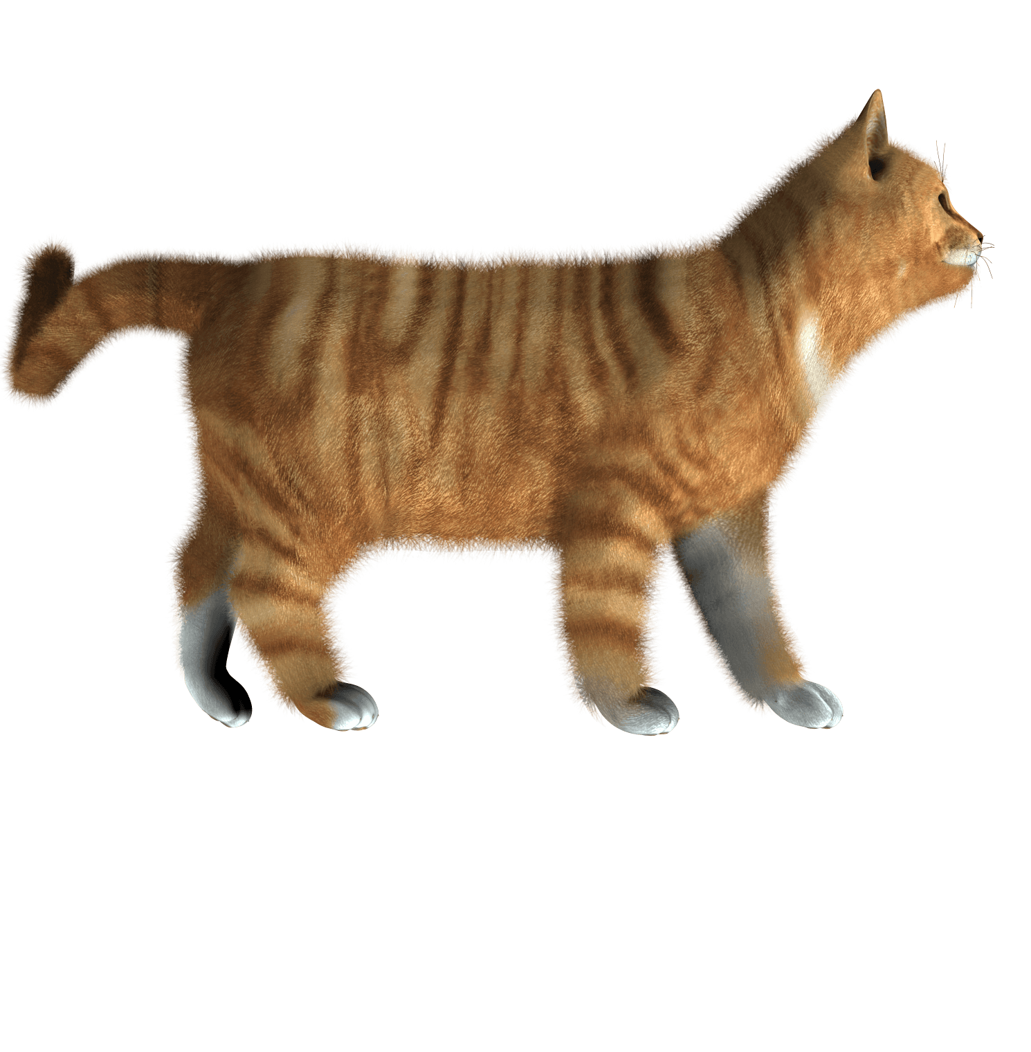 Cat Kitten Transparent PNG Image