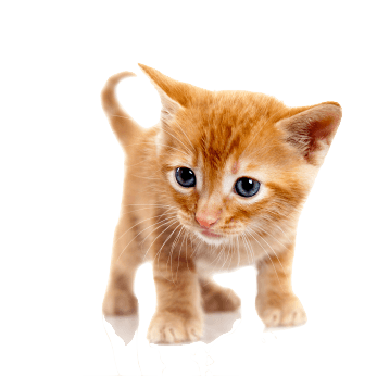 Gray Cat Transparent PNG Image