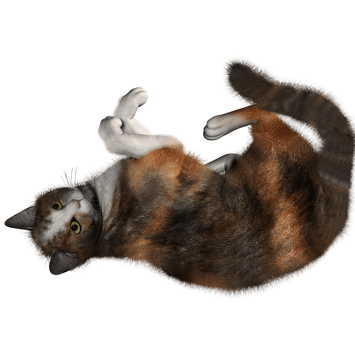 Cat Transparent PNG Image
