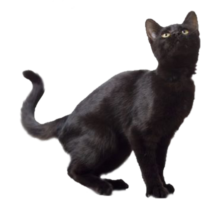 Black Cat Transparent PNG Image