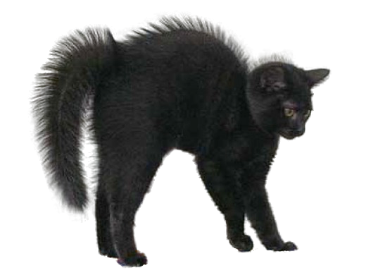 Black Cat Transparent PNG Image