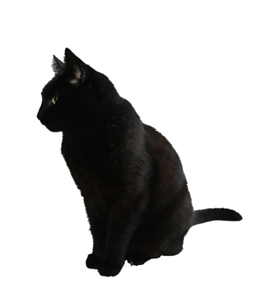 Black Cat Background Transparent PNG Image