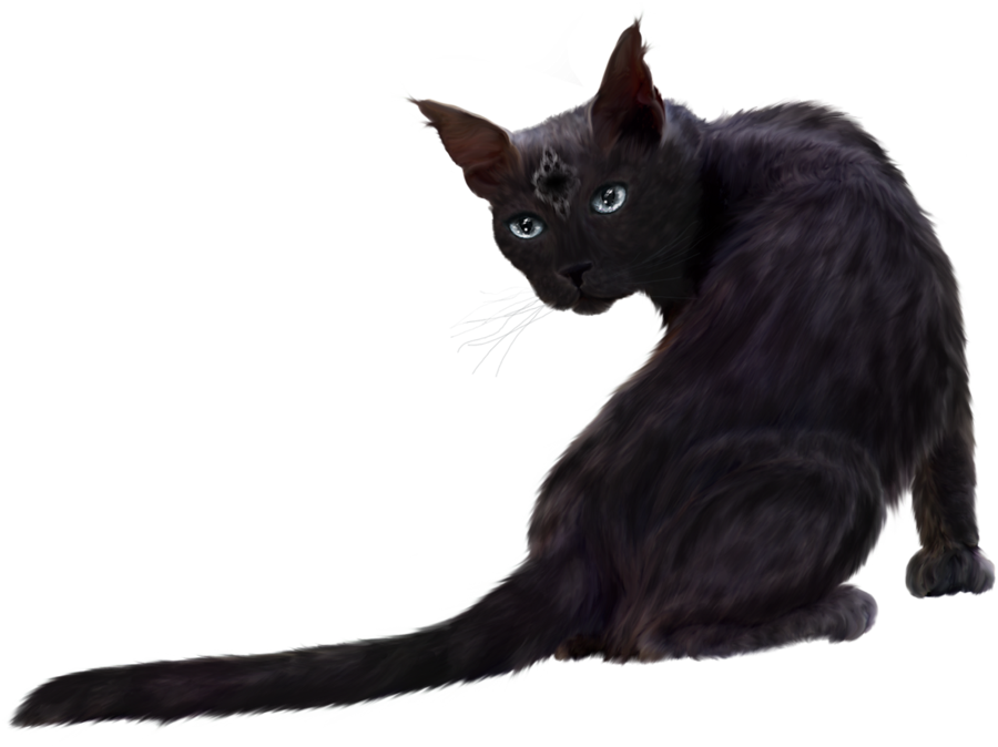 Black Cat Transparent PNG Image