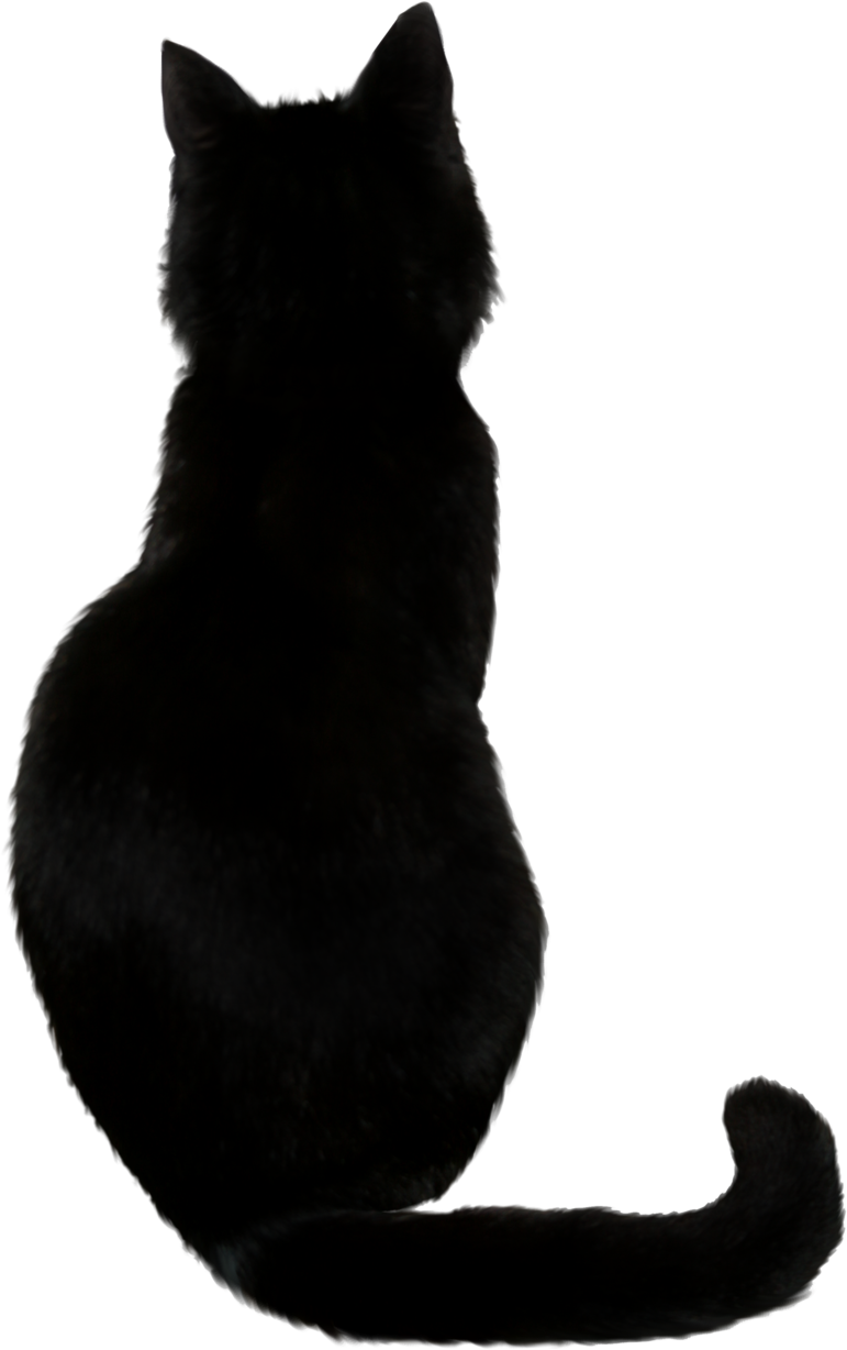 Black Cat Transparent PNG Image
