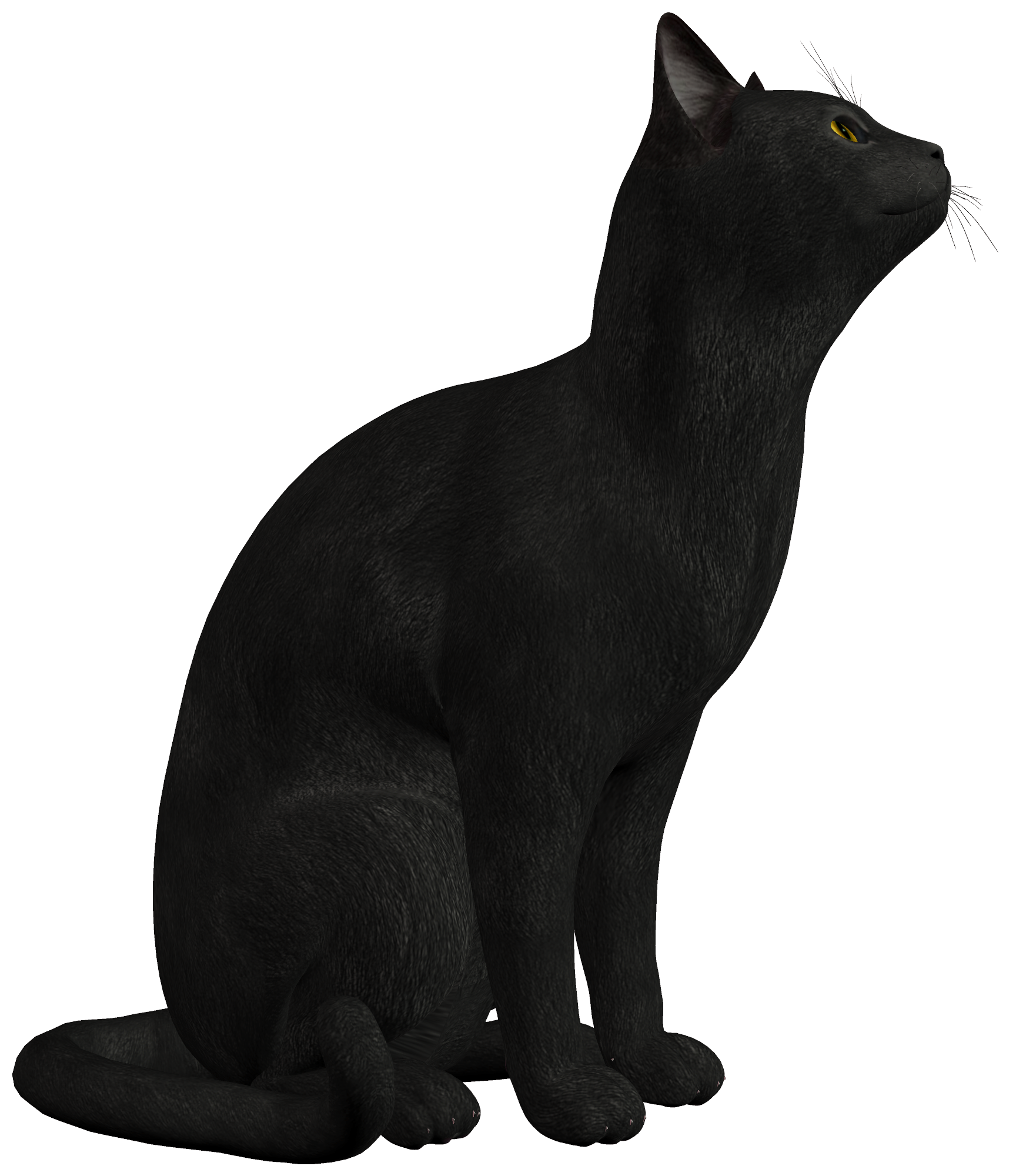 Black Cat Transparent PNG Image