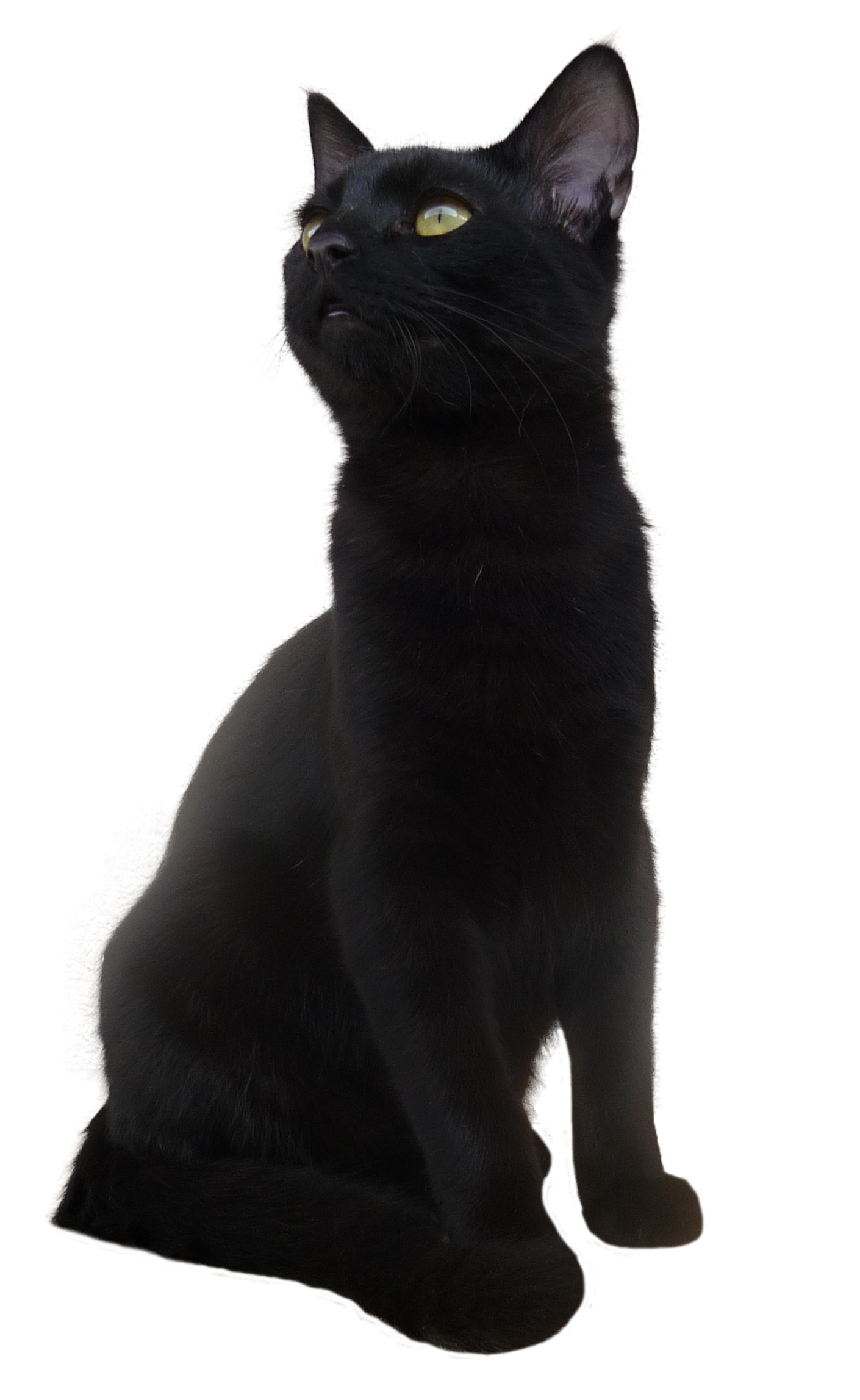 Black Cat Transparent PNG Image