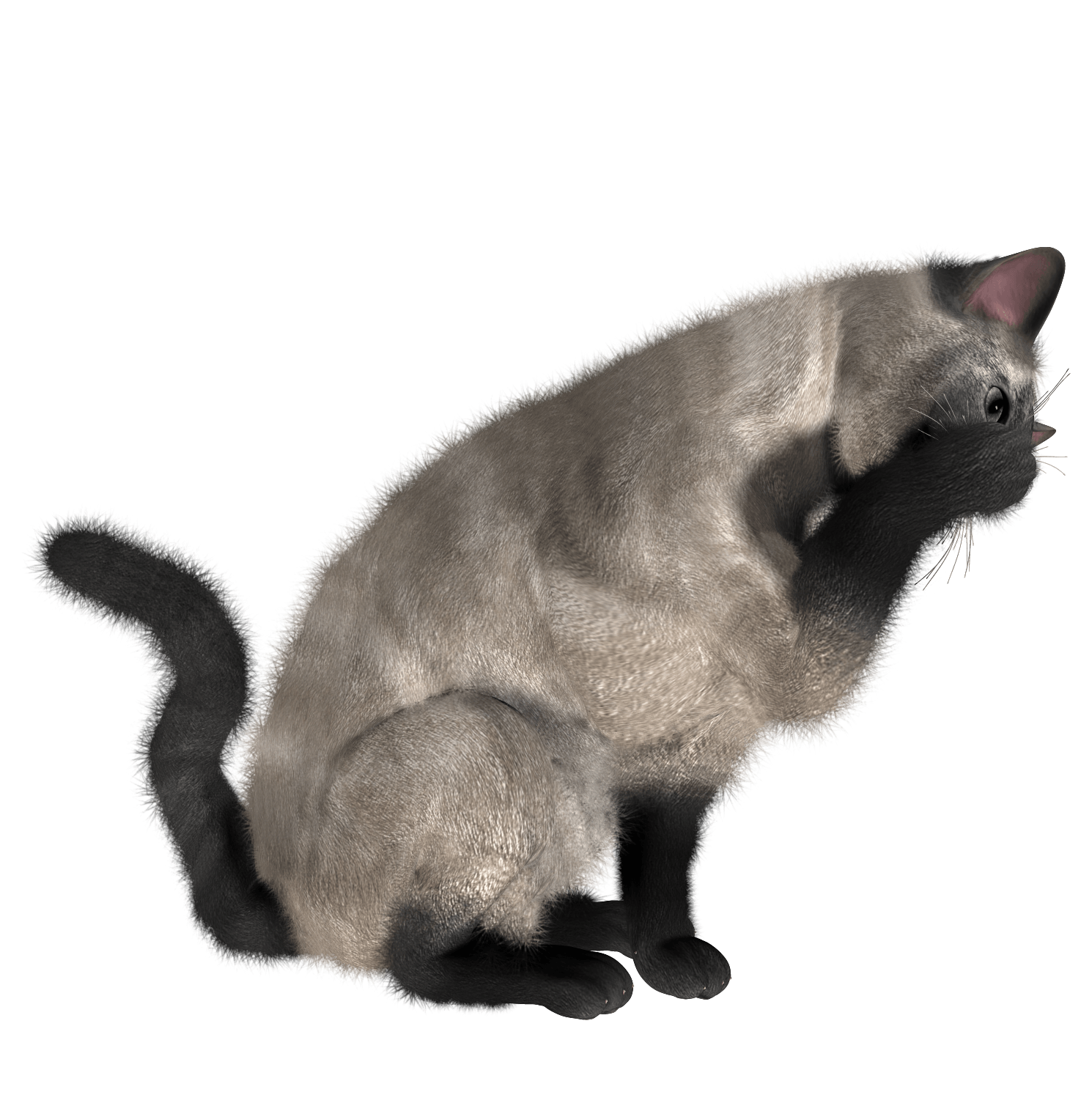 Cat Transparent PNG Image