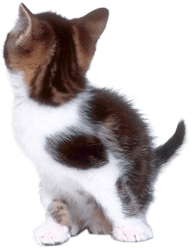 Cat Kitten Transparent PNG Image