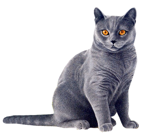 Cat Transparent PNG Image