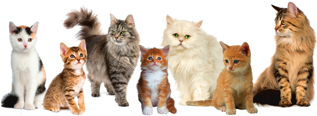 Cat Transparent PNG Image