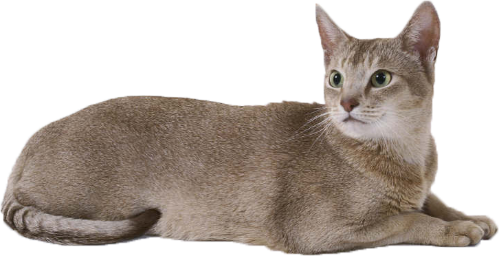 Cat Transparent PNG Image