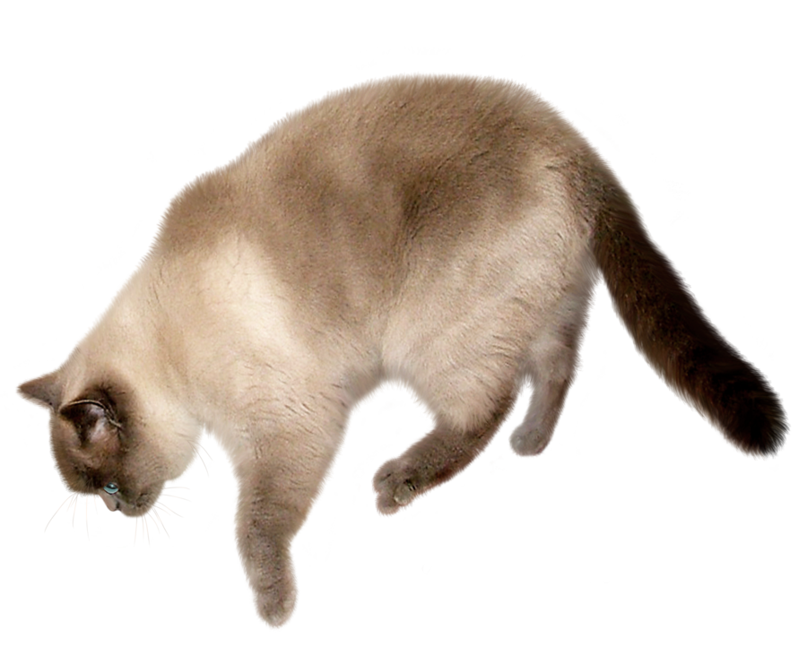 Cat Transparent PNG Image