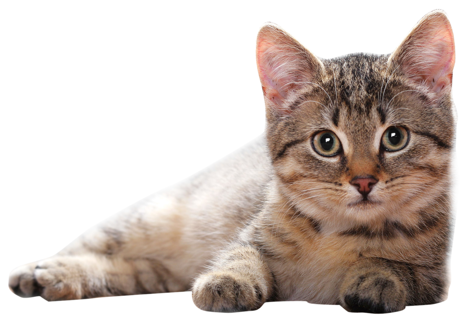 Cat Transparent PNG Image