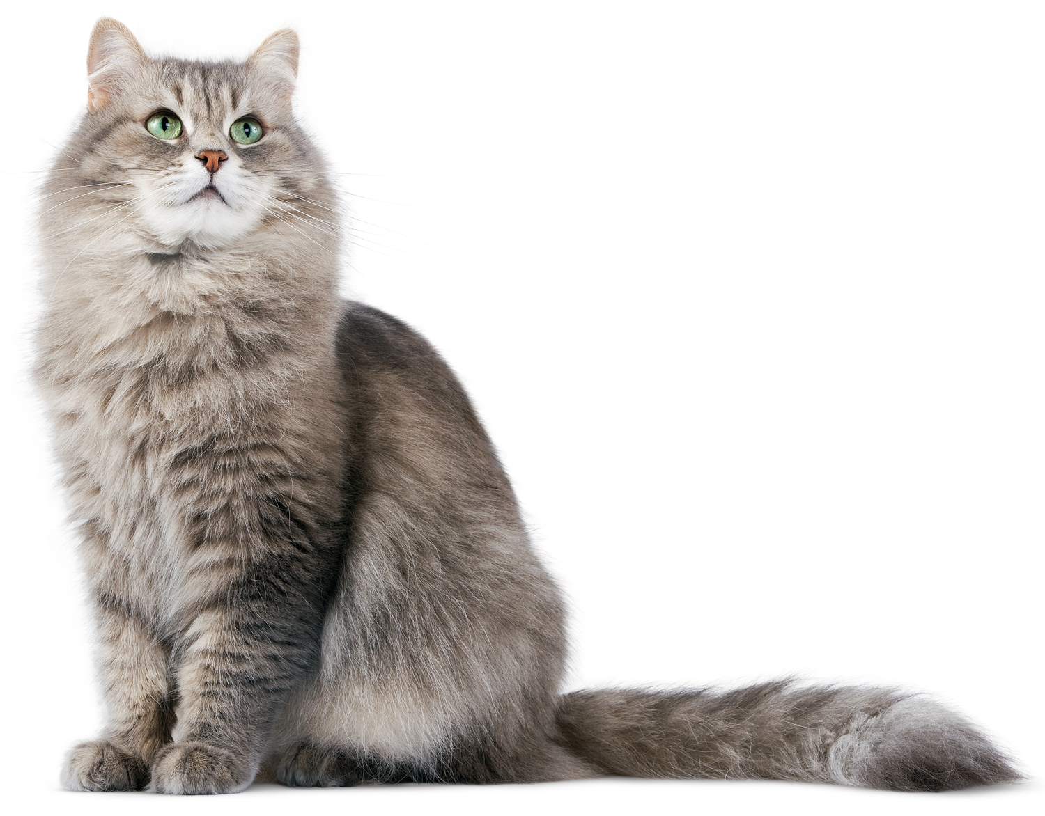 Cat Transparent PNG Image