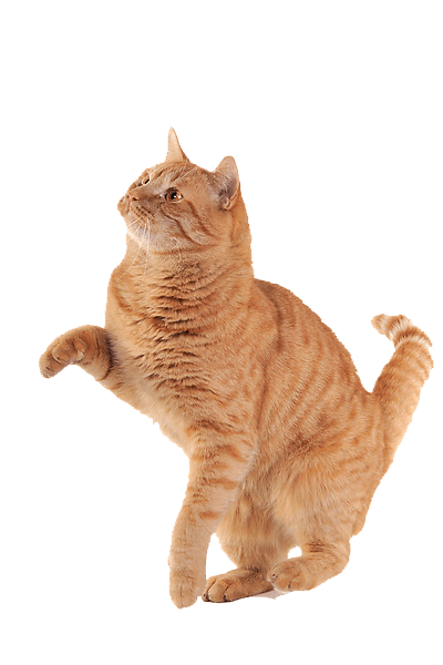 Cat Kitten Transparent PNG Image