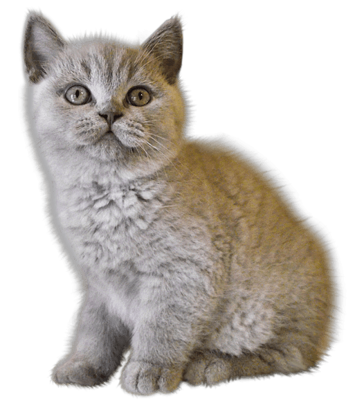 Kitten Transparent PNG Image