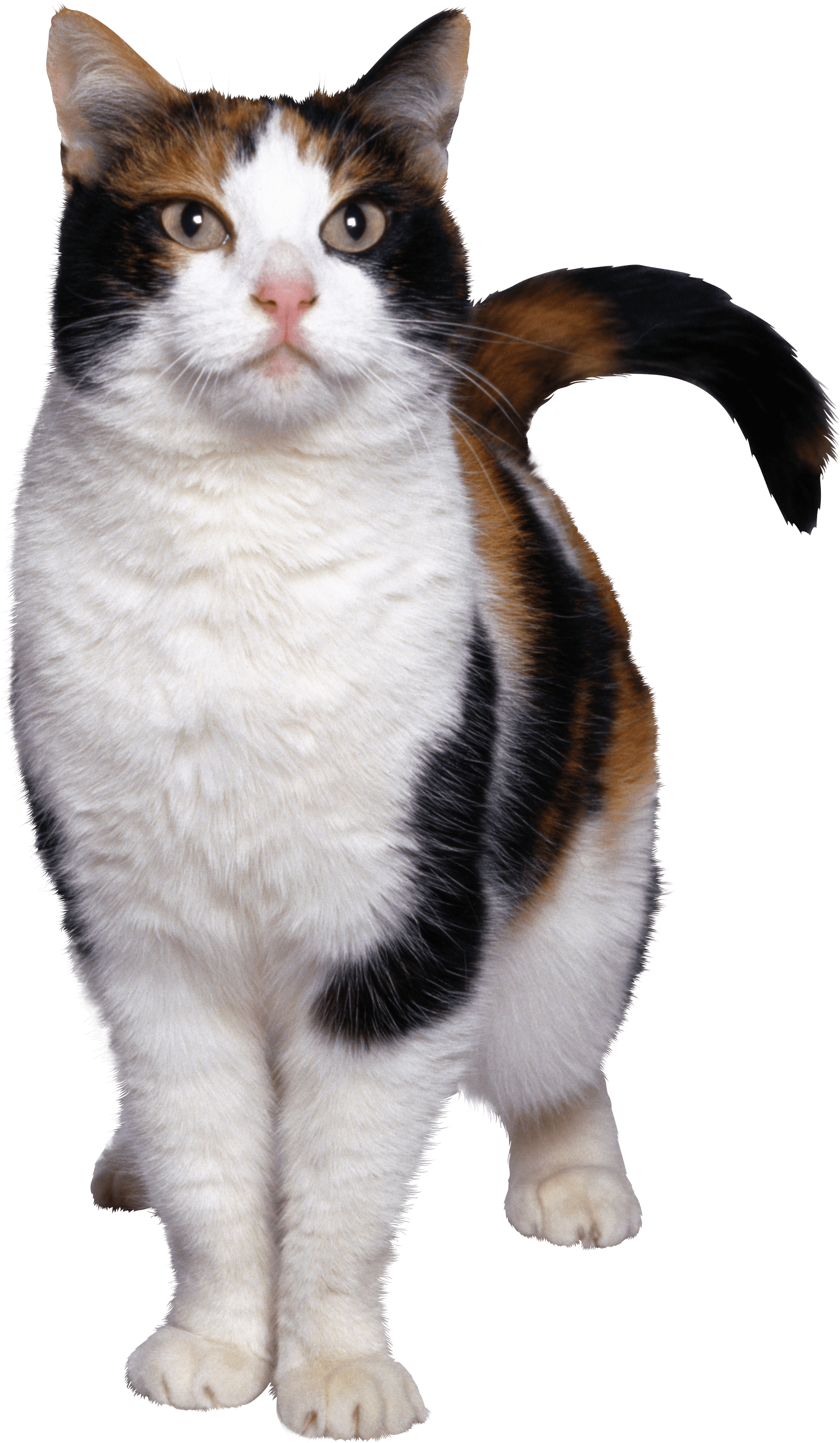 Cat Kitten Transparent PNG Image