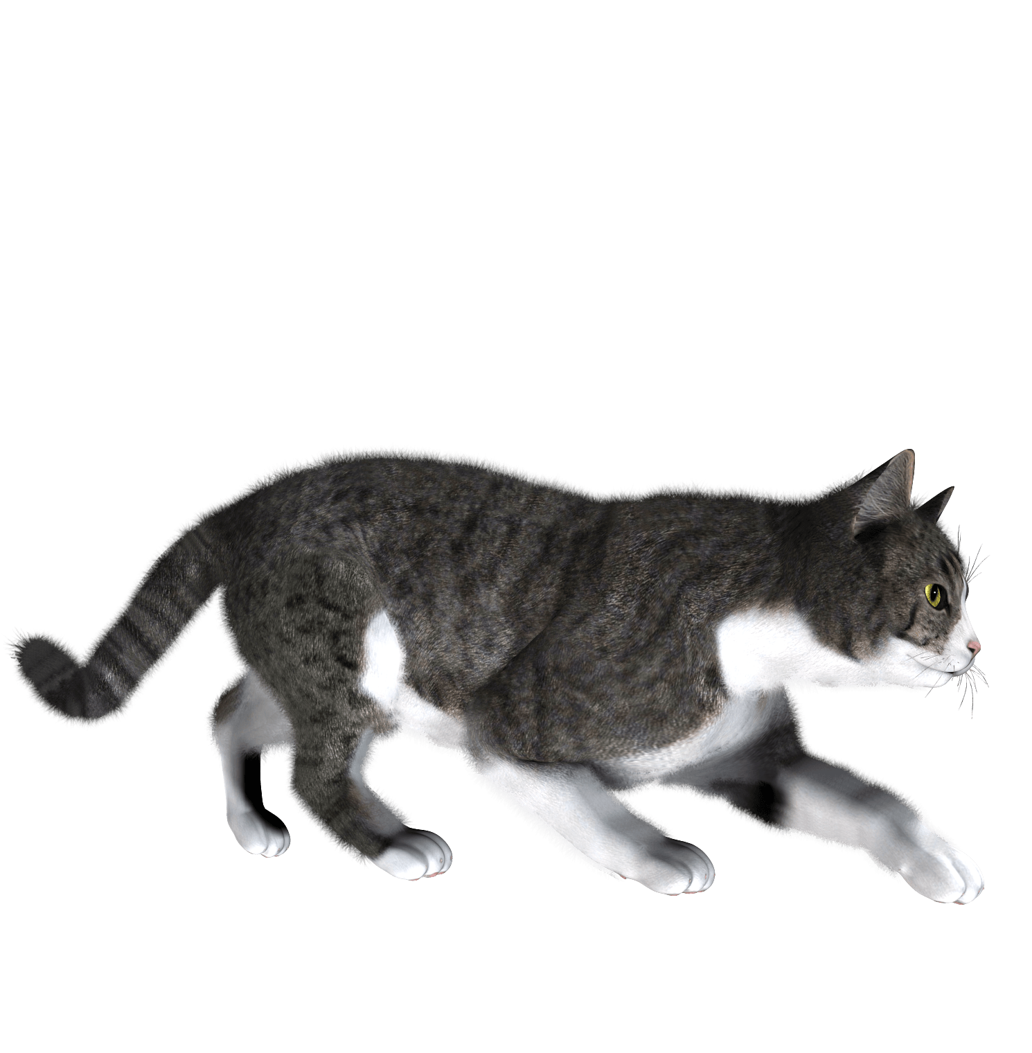 Cat Kitten Transparent PNG Image