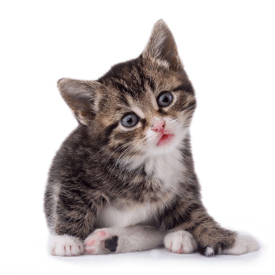 Cat Kitten Transparent PNG Image