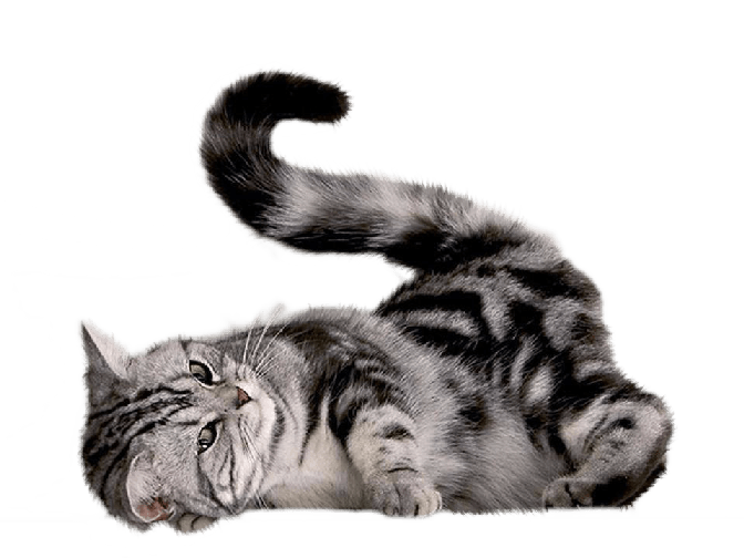 Cat Kitten Transparent PNG Image