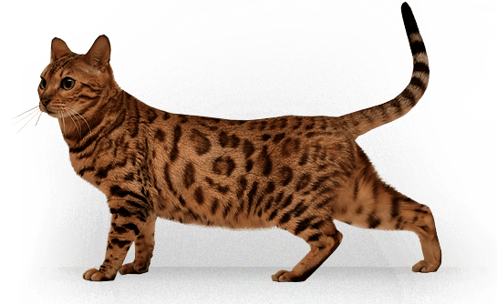 Kitten Transparent PNG Image