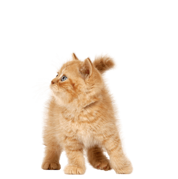 Cat Kitten Transparent PNG Image
