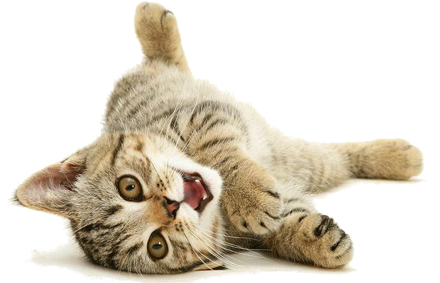 Cat 4 Transparent PNG Image