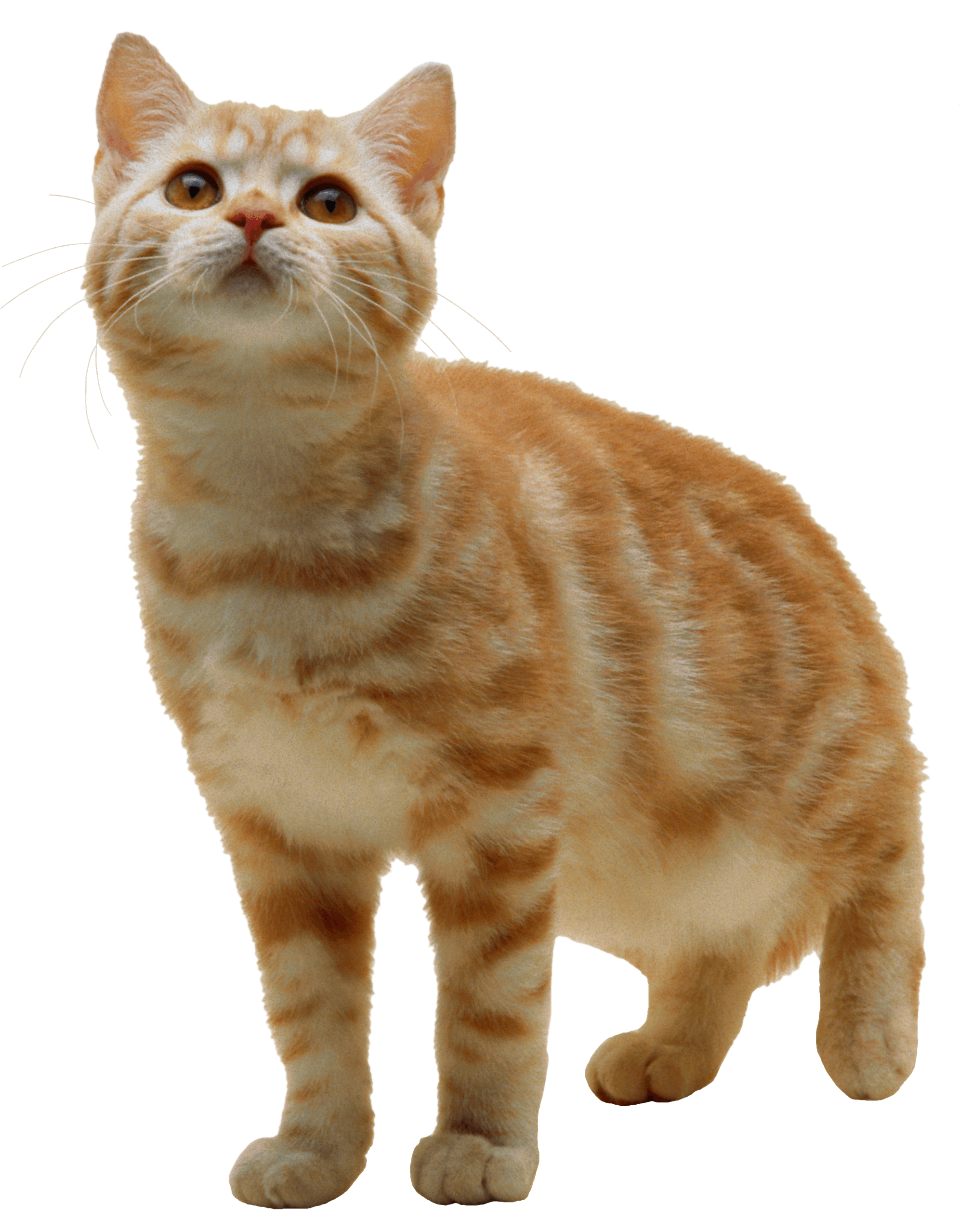 Cat Kitten Transparent PNG Image