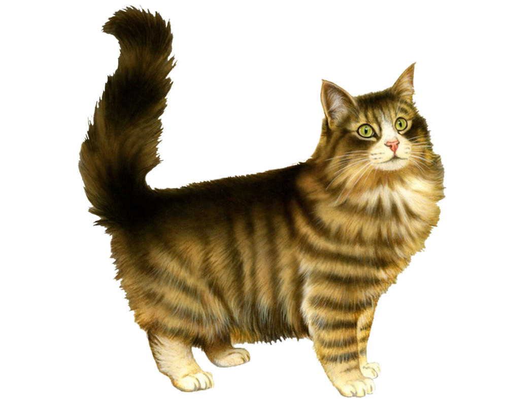 Cat 5 Transparent PNG Image