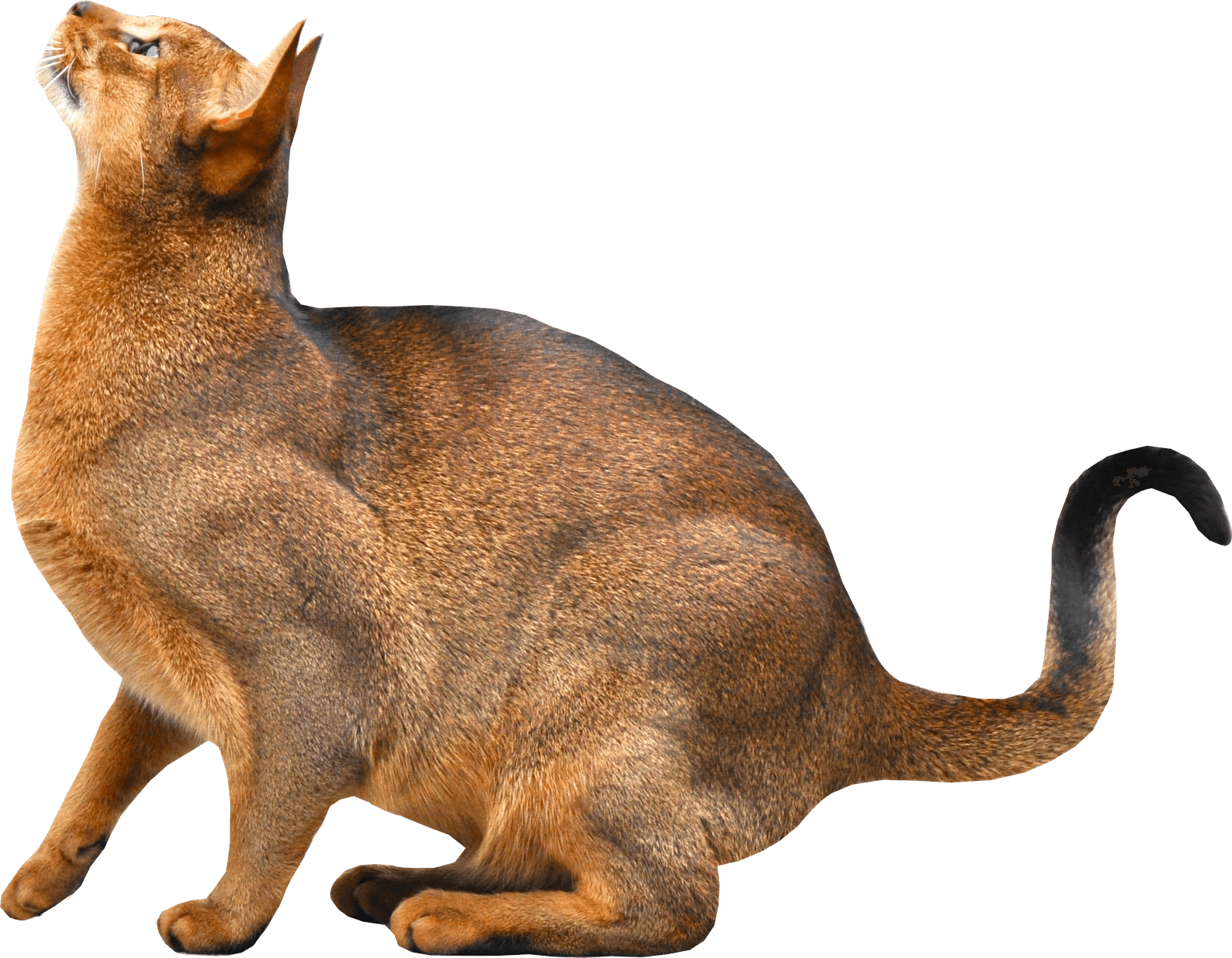 Kitten Transparent PNG Image