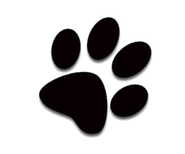 Kitten Black Dog Cat Transparent PNG Image