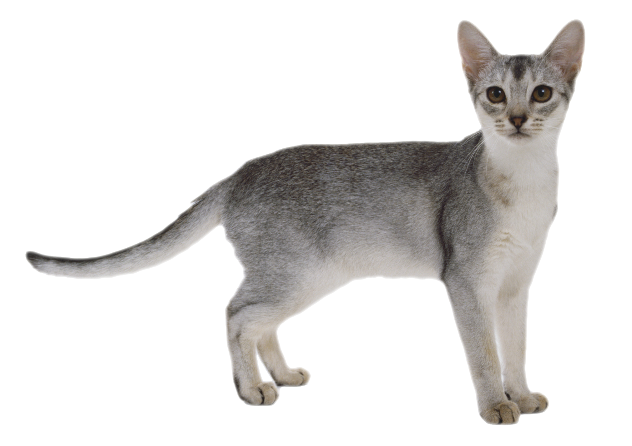 Cat 8 Transparent PNG Image