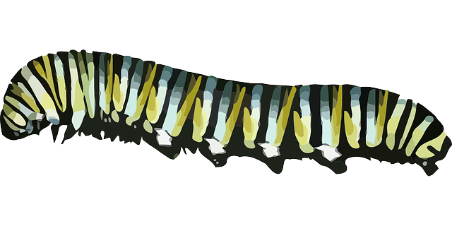 Caterpillar Transparent PNG Image