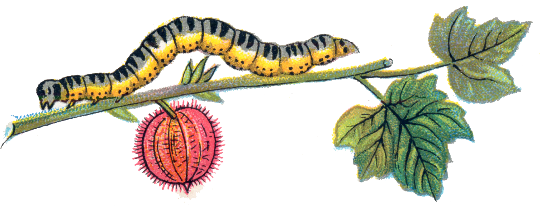 Caterpillar Transparent PNG Image