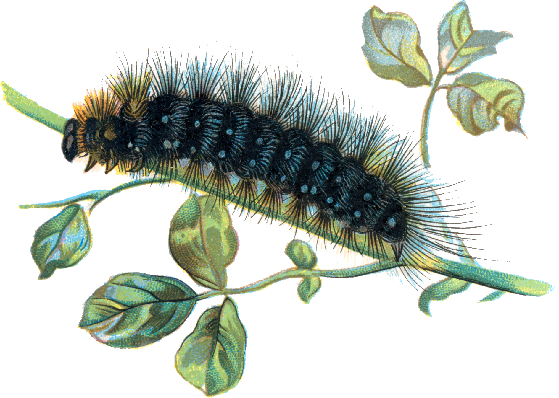 Caterpillar Transparent PNG Image