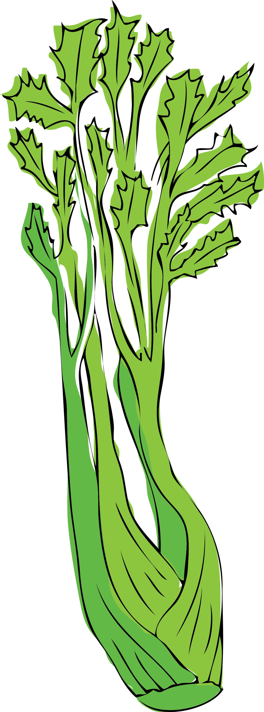 Celery Fresh Green Transparent PNG Image