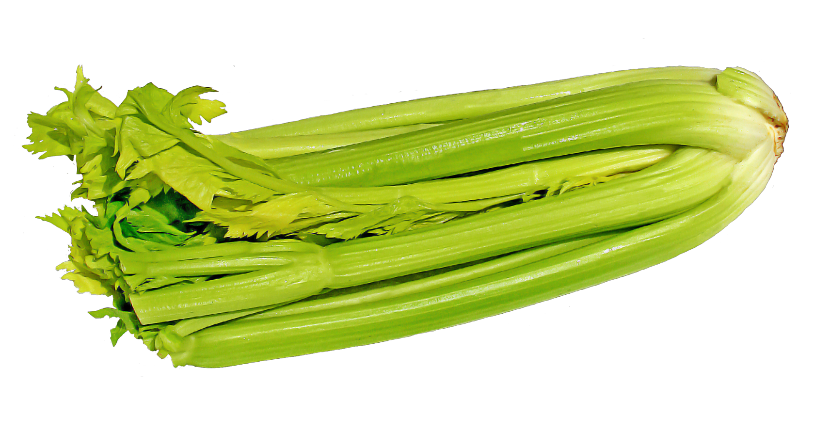 Celery Fresh Green Transparent PNG Image