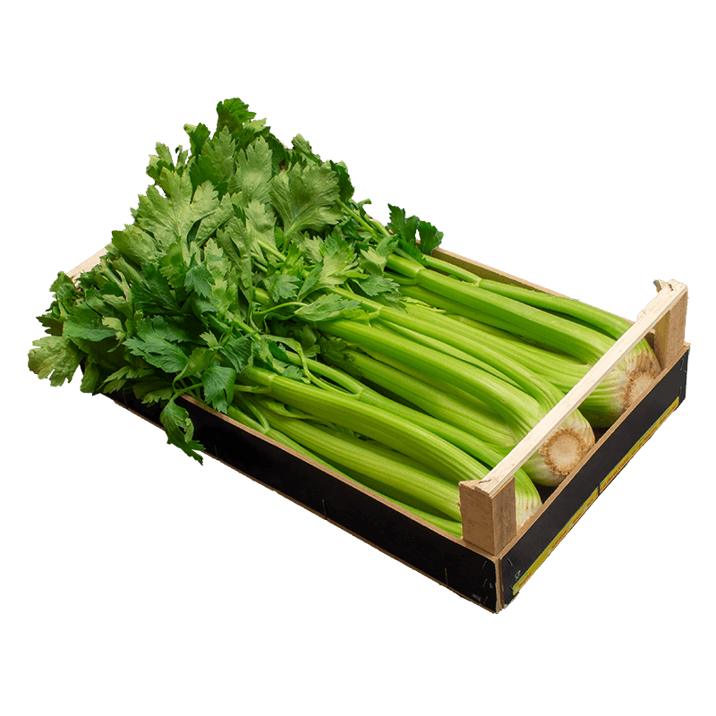 Celery Green Transparent PNG Image