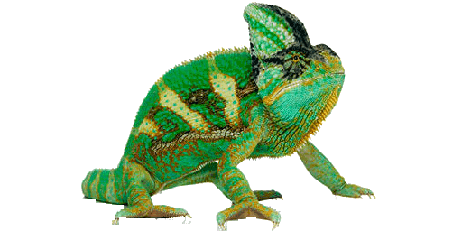 Chameleon Transparent PNG Image