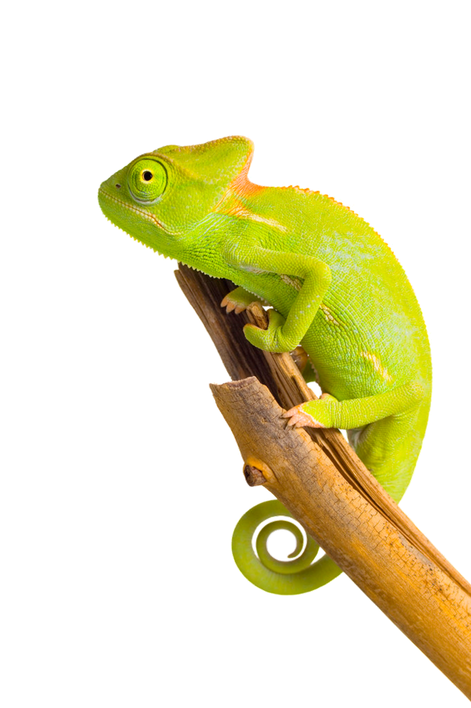 Chameleon Transparent PNG Image